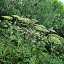 Giant hogweed