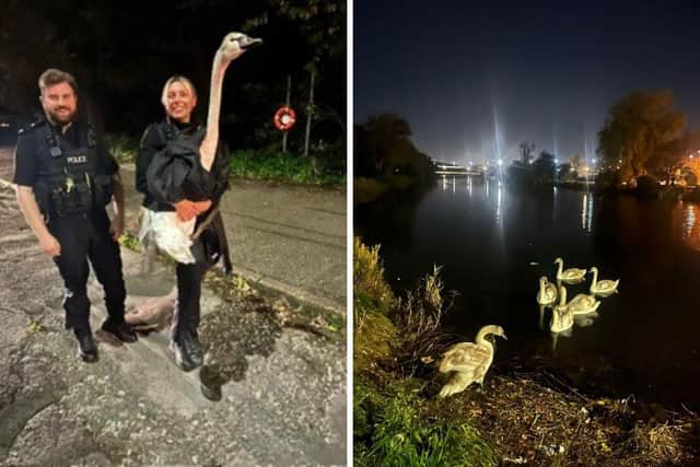 The swan being rescued and returned to Hilsea Lido last night. Picture: Portsmouth Police.