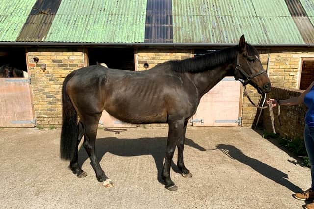 A horse called Babs rescued by the RSPCA in Sussex. Picture: RSPCA