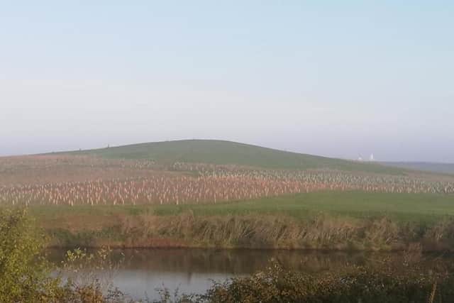 Simon Hughes from Portsmouth turned Horsea Island into a sea of red after placing 1,000 poppies in a field.