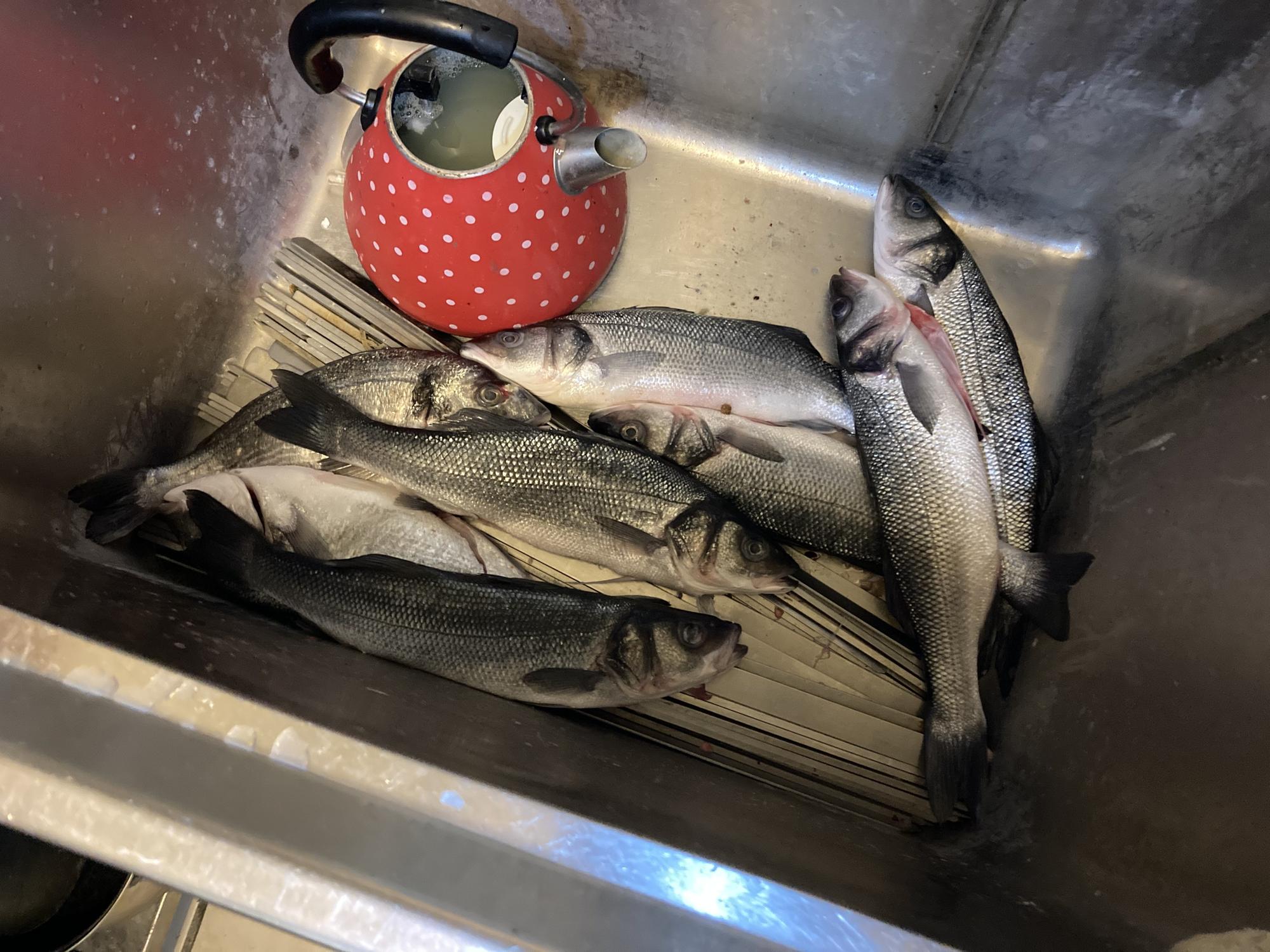 Southsea's Istanbul Restaurant closed in 'hygiene emergency' order after inspectors find rat burrows, fish in a sink and 'filthy' conditions - Vimarsana News
