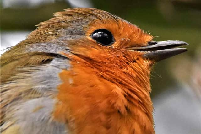 A robin by Pauline Sharp.