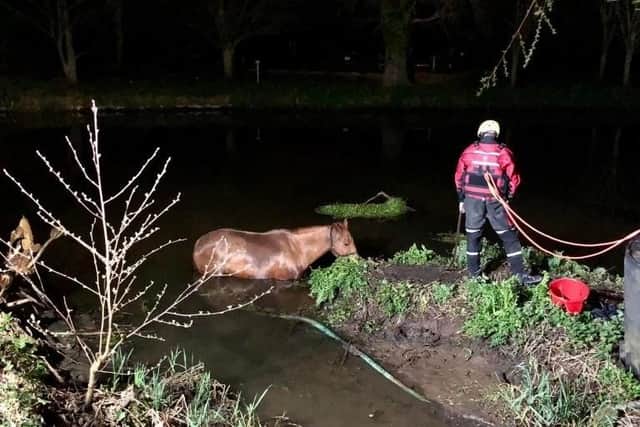 Rescuing Oakley the horse from a river