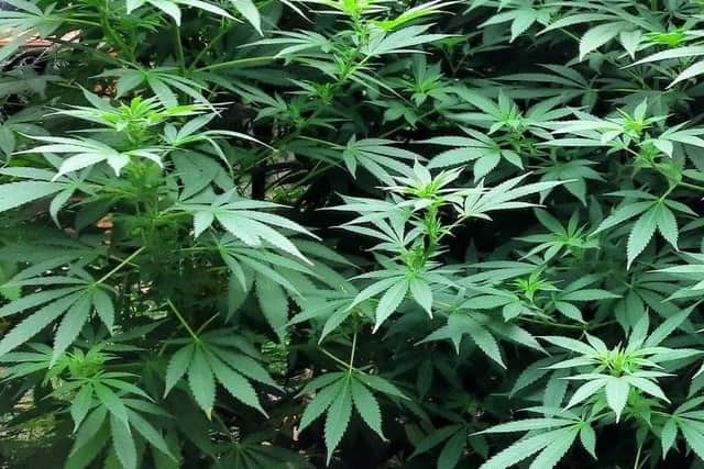 Cannabis plants