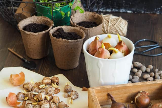 Now is the perfect time to plant tulip bulbs. Picture: Getty Images