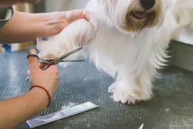 These are the seven best dog grooming salons in the area according to Google reviews Picture: Kirill Vasilev/Adobe