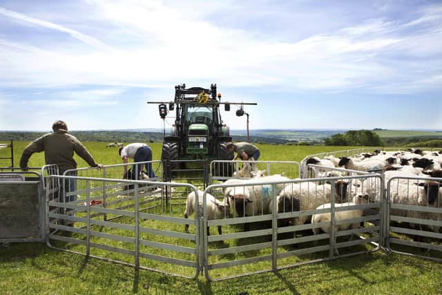Sheep shearing in the National Park