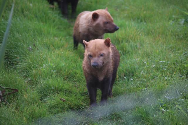 A pack of bush dogs have arrived at Marwell Zoo.