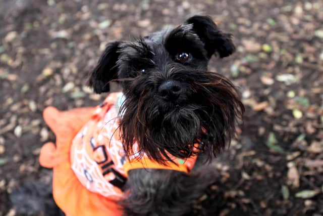 Dog belonging to The Southsea Schnauzer club. Picture: Sam Stephenson.