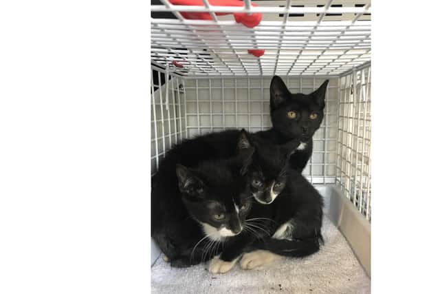 The three kittens were abandoned in Portsmouth. Picture: RSPCA