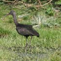 A Glossy ibis bird spotted at Warblington Farm in 2013. Picture: Malcolm Phillips of Emsworth.