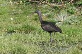 A Glossy ibis bird spotted at Warblington Farm in 2013. Picture: Malcolm Phillips of Emsworth.