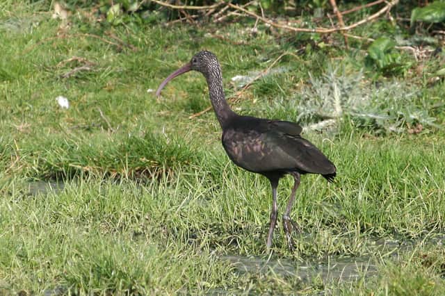 A Glossy ibis bird spotted at Warblington Farm in 2013. Picture: Malcolm Phillips of Emsworth.