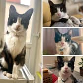 'Famous' Southsea cat Louis Jose, of Fawcett Road, has been struck down by a mystery illness with his owners scrambling to find the funds for future medical procedures. Picture: Joana Medeiros.