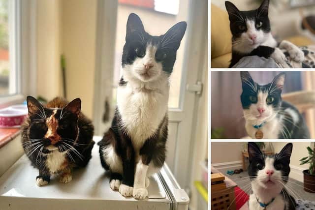 'Famous' Southsea cat Louis Jose, of Fawcett Road, has been struck down by a mystery illness with his owners scrambling to find the funds for future medical procedures. Picture: Joana Medeiros.