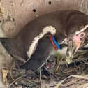 Four Humboldt penguin chicks were born at Marwell Zoo. Picture: Marwell Zoo.