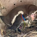 Four Humboldt penguin chicks were born at Marwell Zoo. Picture: Marwell Zoo.