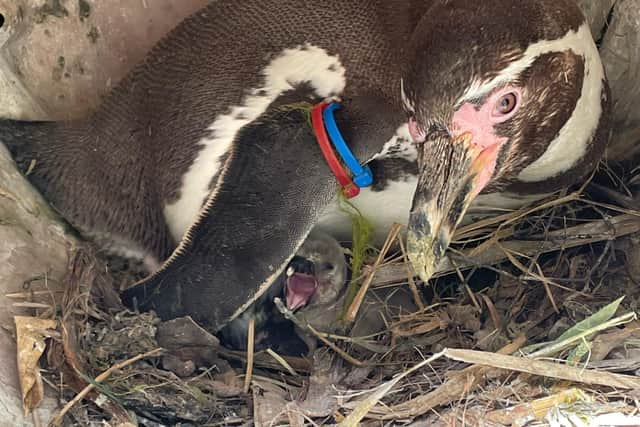 Four Humboldt penguin chicks were born at Marwell Zoo. Picture: Marwell Zoo.