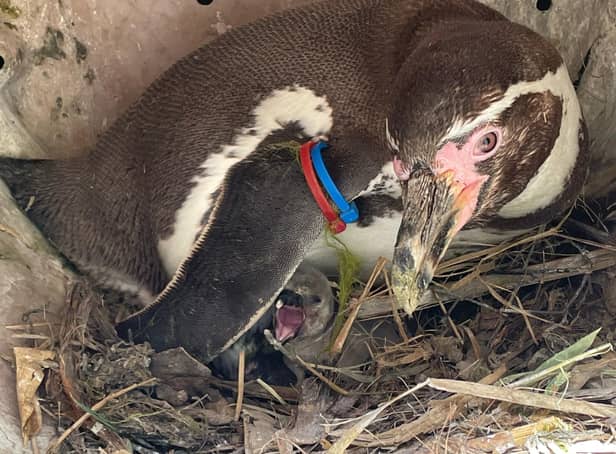 Four Humboldt penguin chicks were born at Marwell Zoo. Picture: Marwell Zoo.