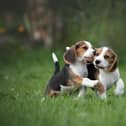 There is now a new app where dogs can find their soul mate (photo: Adobe)