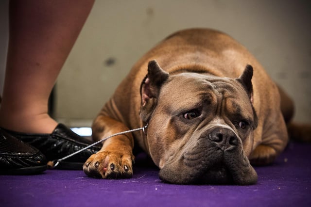 A cane corso will set you back around £1,350 on average. (Photo by Andrew Burton/Getty Images)