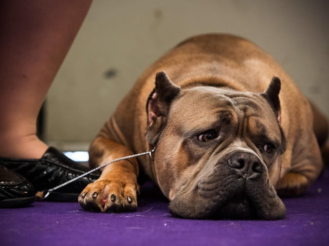 A cane corso will set you back around £1,350 on average. (Photo by Andrew Burton/Getty Images)