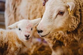 Lambing days at Westlands Farm Shop, Pricketts Hill, Shedfield.