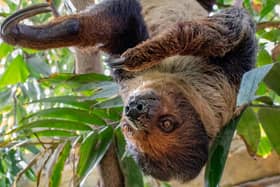 The tropical house at the zoo is back open. Pictured is Santos the two-toed sloth. Picture: Lara Jackson/Marwell Zoo.