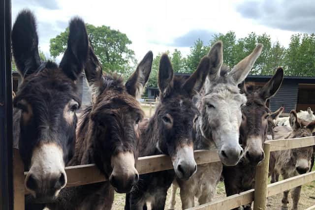 Hayling Island Donkey Sanctuary is set to reopen, allowing visitors to meet the 20 donkeys being cared for at the centre in Mill Rythe Lane