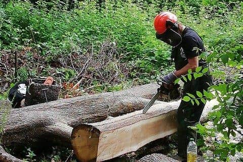 Edd the Tree Pirate at work