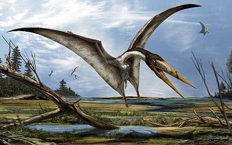 A type of North African pterosaur, believed to be similar to the one uncovered by researchers. Picture: Davide Bonadonna