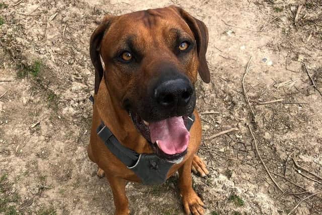 A fundraising campaign has been launched by Leah Mabey for her beloved dog Roger, the three year old Rhodesian ridgeback, who needs chemotherapy