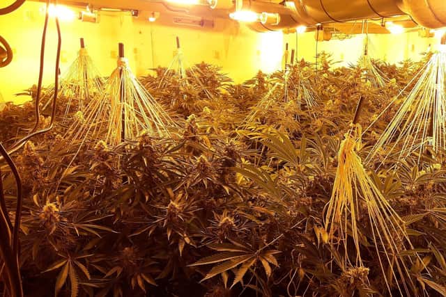 Cannabis farm found in Fareham home. Picture: Fareham Police