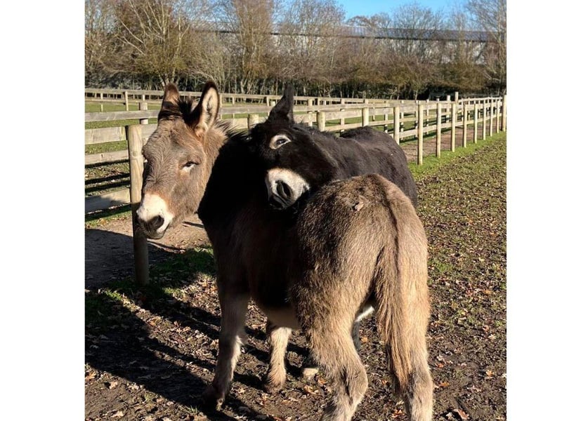 Take a look at some of the lovely donkeys that are at the Hayling Island Donkey Sanctuary.