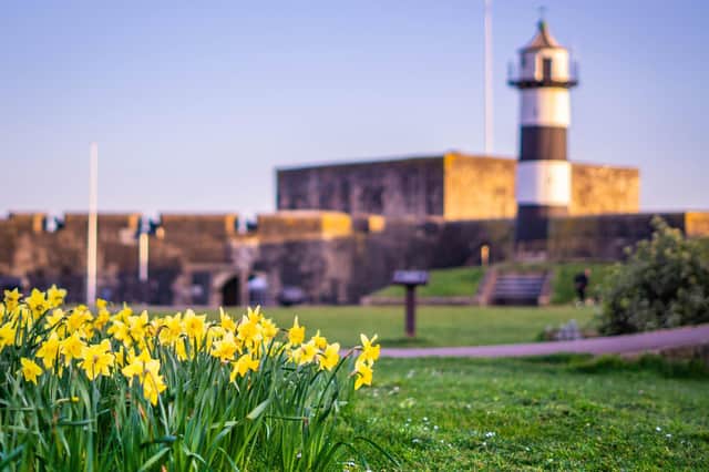 Southsea Castle soaking up the daffodils and early spring sunshine. Picture: Liam Nash Photography