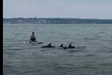 Dolphins spotted off Clarence Pier in Southsea Picture from video by Sara Blaker