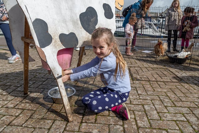 Charlotte Page (6) learns how to milk a cow using the model supplied by the Mill Cottage Farm Experience in Port Solent. Picture: Mike Cooter