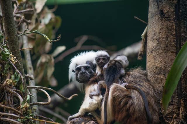 ‘Incredibly rare’ tamarin triplets