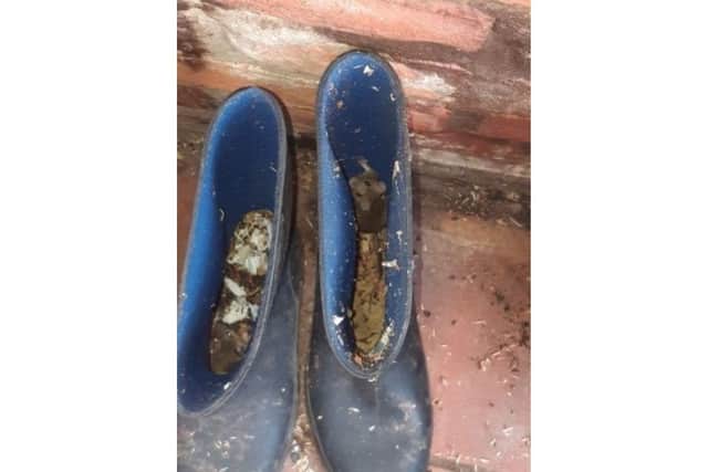A photo issued by Tendring District Council of a mouse inside a boot. Vegan Margaret Manzoni has been fined at a hearing at Colchester Magistrates' Court after she failed to deal with a mouse infestation at her mid-terrace home, claiming that taking action would go against her ethical beliefs. Picture: Tendring District Council/PA Wire