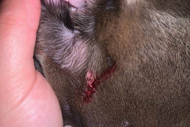 The cut on Tyson the puppy
