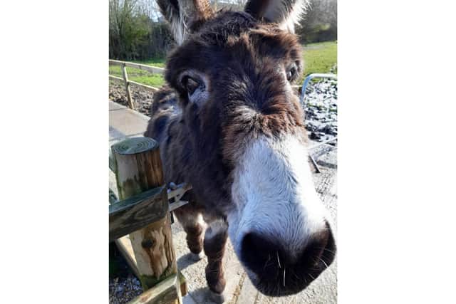 Hayling Island Donkey Sanctuary is set to reopen for visitors. Pictured: Coco excited to meet new people