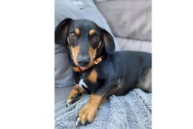 Didley, a three-year-old sausage dog, has been missing since Tuesday. Picture: Katy Murray