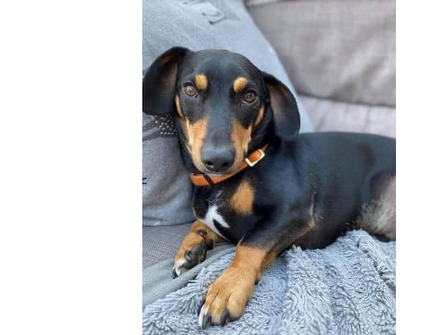 Didley, a three-year-old sausage dog, has been missing since Tuesday. Picture: Katy Murray