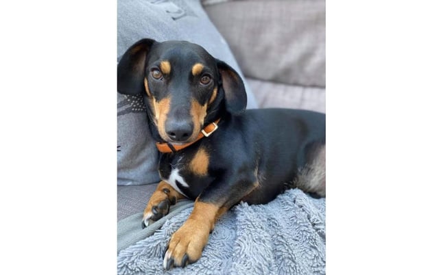 Didley, a three-year-old sausage dog, has been missing since Tuesday. Picture: Katy Murray