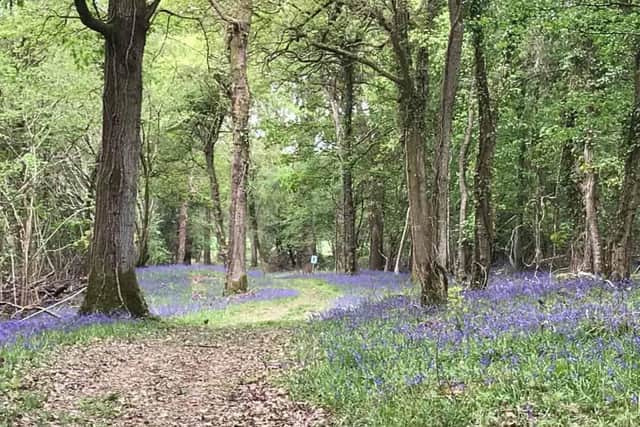 Tickets will go on sale for this year's bluebell walk at the Holywell Estate in Swanmore, for the benefit of the Murray Parish Trust