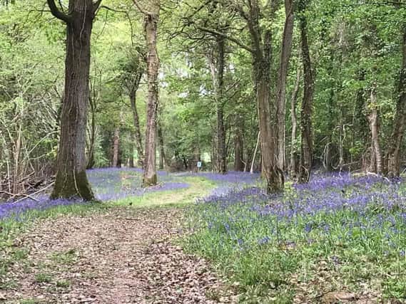 Tickets will go on sale for this year's bluebell walk at the Holywell Estate in Swanmore, for the benefit of the Murray Parish Trust