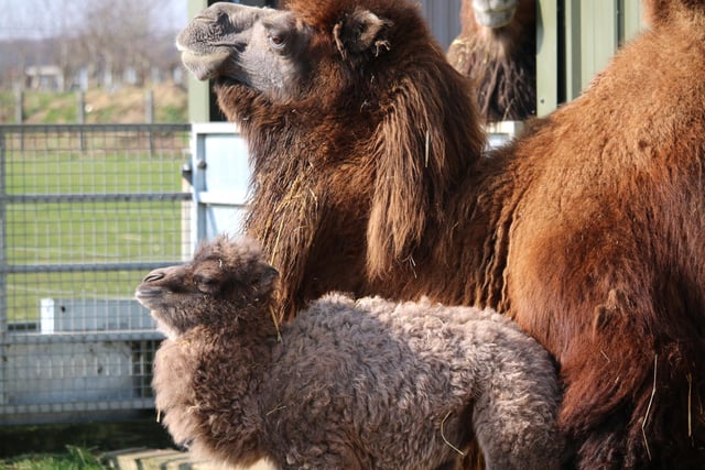 There have been some new arrivals at Yorkshire Wildlife Park