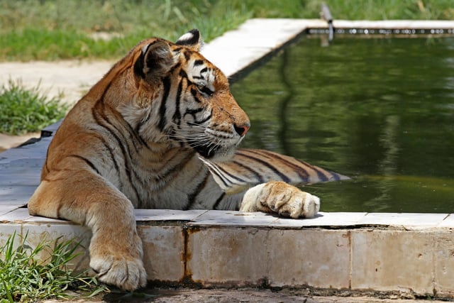 It is illegal to own a tiger without a proper licence under the Dangerous Wild Animals Act 1976. 
(Photo by AHMAD AL-RUBAYE/AFP via Getty Images)
