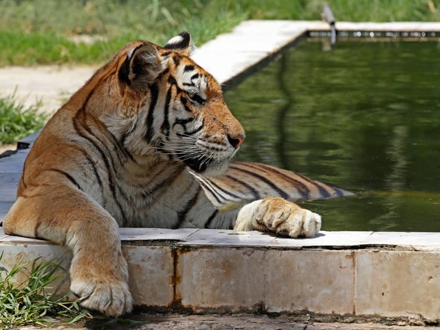 It is illegal to own a tiger without a proper licence under the Dangerous Wild Animals Act 1976.
(Photo by AHMAD AL-RUBAYE/AFP via Getty Images)