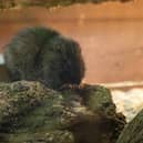 Another new species has arrived at Marwell - Brazilian guinea pigs.